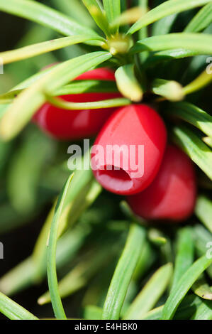 Eiben 'Standishii', Taxus Baccata 'Standishii'. Stockfoto