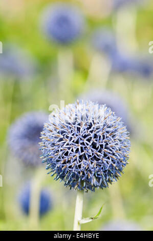 Globe Thistle, Echinops Ritro 'Veitchs Blue'. Stockfoto