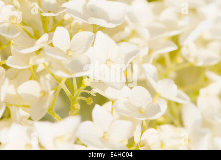 Hortensie, Hydrangea Arborescens 'Annabelle'. Stockfoto