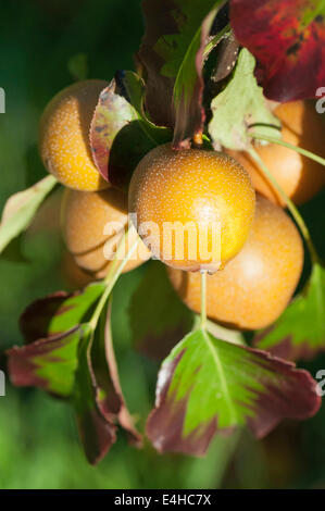 Birne, Nashi Birne, Pyrus Pyrifolia. Stockfoto