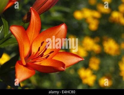 Engen Blick auf die Lilie Stockfoto