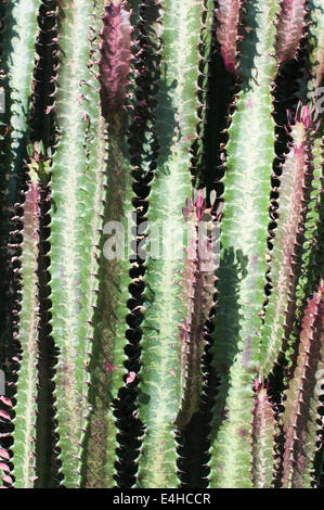 Afrikanischen Milch Baum, Euphorbia Trigona f. 'Rubra'. Stockfoto