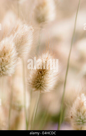 Hares Schweif, Lagurus Ovatus. Stockfoto