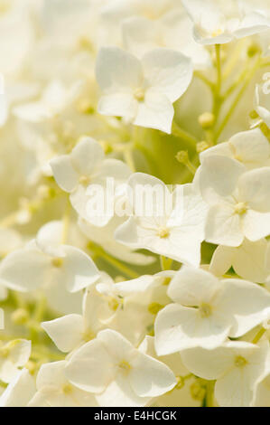 Hortensie, Hydrangea Arborescens 'Annabelle'. Stockfoto