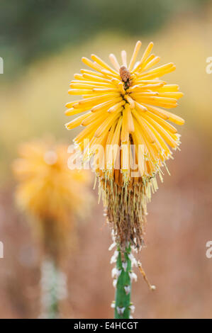 Rote heiße Poker, Kniphofia "Gelbe jubeln". Stockfoto