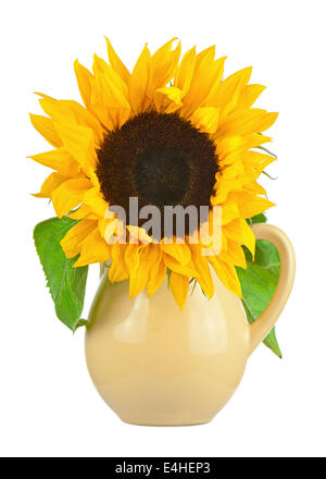 Stilleben mit Sonnenblumen in Vase isoliert auf weißem Hintergrund. Closeup. Stockfoto