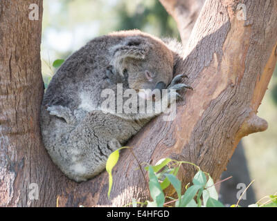 Koala-Bär, schlafen in den Ästen Stockfoto