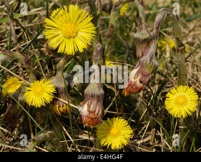 Gelben Blüten des Huflattich (Tussilago farfara) wachsende auf schlechten steinigen Boden. Roggen Hafen Nature Reserve. Roggen, Sussex, UK Stockfoto