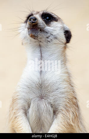 Porträt von einem Erdmännchen (Suricata Suricatta) nachschlagen Stockfoto