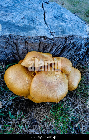 Gymnopilus junonius, auch Laughing Jim oder Rustgill genannt; ein Holzpilz, der auf einem alten Baumstumpf in Tasmanien wächst Stockfoto