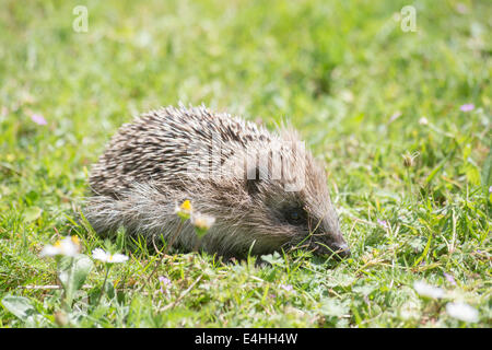 Nahaufnahme der Seitenansicht eines Europäischen Igels (Erinaceus europaeus) Tagsüber auf Nahrungssuche im Gras auf einem Garten Rasen, Norfolk, England, Großbritannien Stockfoto