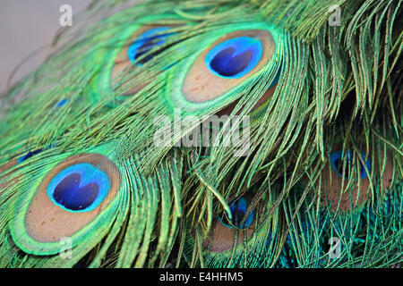 Nahaufnahme der Schweif Federn Pfau (Pavo Cristatus) Stockfoto