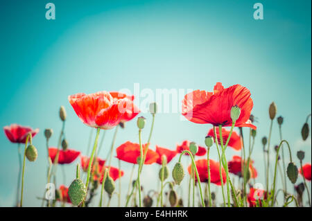 Wilder Mohn Blumen auf Sommerwiese Stockfoto