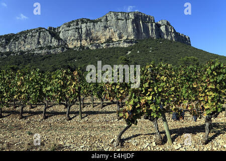 Reben in Falaise de l'Hortus. Hänge des Languedoc - Pic Saint-Loup. In der Nähe von St. Mathieu De Treviers, Languedoc, Frankreich Stockfoto