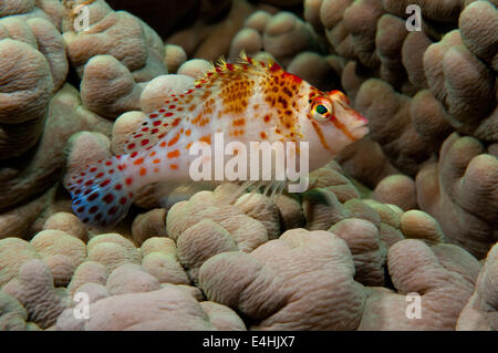 Zwerg-Hawkfish (Cirrhitichthys Falco), Tomia Insel, Wakatobi Nationalpark, Indonesien Stockfoto