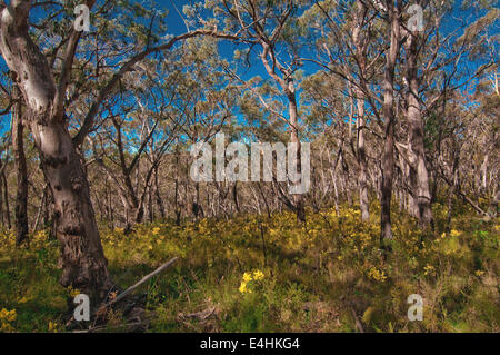 Golden Wattle (Acacia Pycnantha) blühen im August in die Blue Mountains National Park, New-South.Wales, Australien Stockfoto