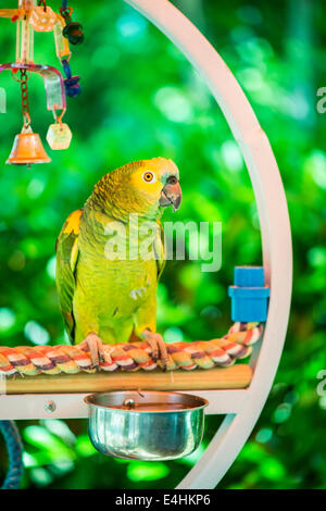 Grüner Papagei thront auf einer Schaukel Stockfoto