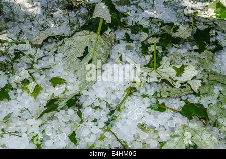 Eiskugeln Gras nach einem schweren Regen Hagel Stockfoto