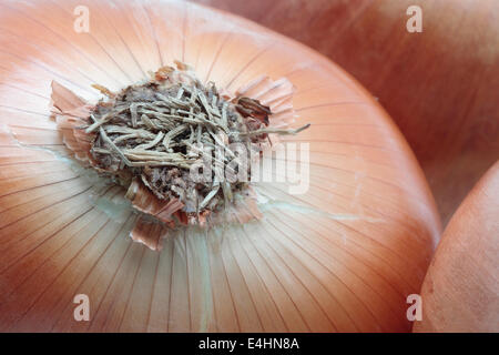 Foto-Makro einer Zwiebel "Allium Cepa" Stockfoto