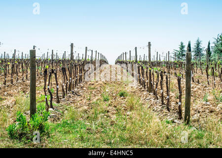 Angehende Weinberge in der Toskana, Italien Stockfoto