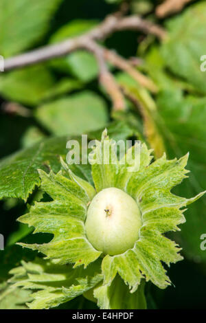 Hazel Plantage. Zweig mit Haselnüssen Stockfoto