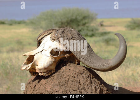 Der Schädel von einem afrikanischen Kaffernbüffel (Syncerus Caffer) auf einem Erdhügel Stockfoto