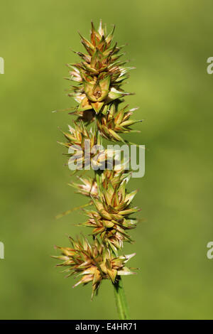 Falsche Fuchs-Segge Carex otrubae Stockfoto