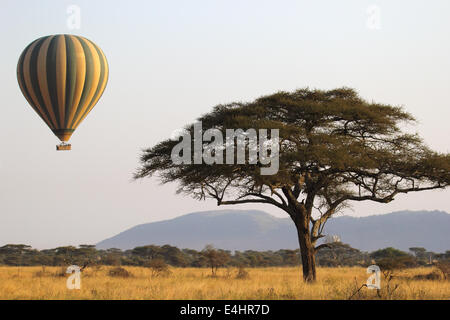 Grüne und gelbe Ballon fliegen in der Nähe einer Akazie über die Serengeti Nationalpark, Tansania Stockfoto