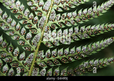 Harte Schild-Farn Polystichum Aculeatum Sporangien Stockfoto