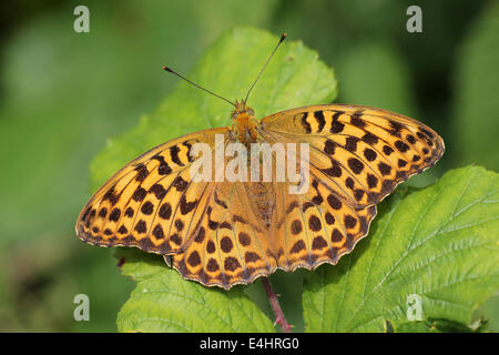 Silber-washed Fritillary Argynnis paphia Stockfoto