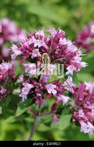 Harvestman Phalangium Opilio auf wilden Majoran Origanum vulgare Stockfoto