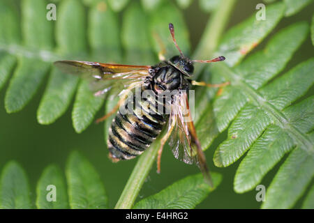 Club gehörnten Sawfly alias Scabious Sawfly - Abia sericea Weiblich Stockfoto