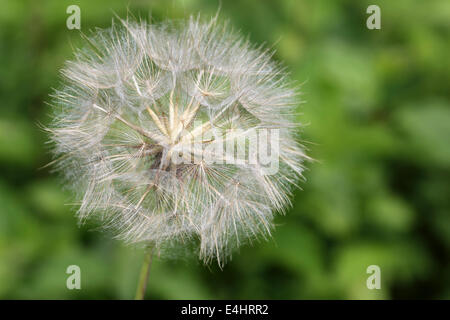 Goat's-Beard Tragopogon Pratensis seedhead Stockfoto