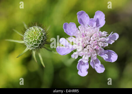 Kleinen Witwenblume Scabiosa Urnenbestattung Stockfoto