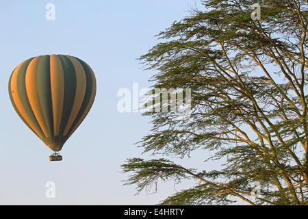 Grüne und gelbe Ballon fliegen in der Nähe einer Akazie über die Serengeti Nationalpark, Tansania Stockfoto