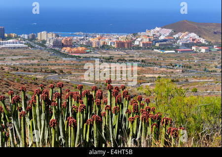 Kanaren-Wolfsmilch, Euphorbia Canariensis, rief oft einen Kaktus aber tatsächlich ein saftiges. Los Cristianos in Ferne, Tenerif Stockfoto