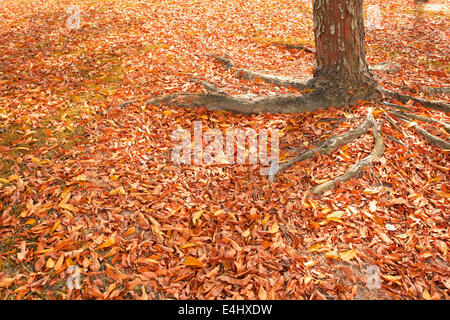 trockene Blätter des Herbstes Stockfoto