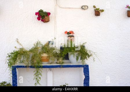 Wand, dekoriert mit Blumen in Töpfen Stockfoto