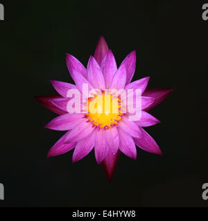 Lotus-Blume Stockfoto