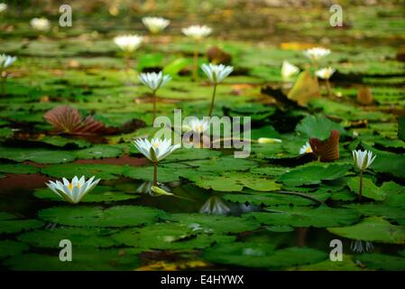 Weiße Seerosen Stockfoto