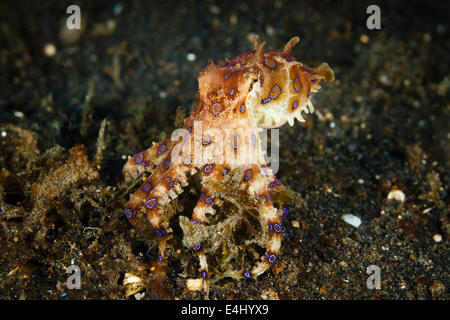 Blau-beringte Krake (Hapalochlaena sp.) Lembeh Strait, Indonesien Stockfoto