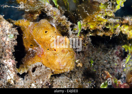 Bemalte Anglerfisch - Antennarius Pictus, Lembeh Strait, Indonesien Stockfoto
