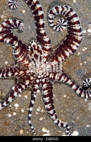 Mimic Oktopus (Thaumoctopus Mimicus) Lembeh Strait, Indonesien Stockfoto