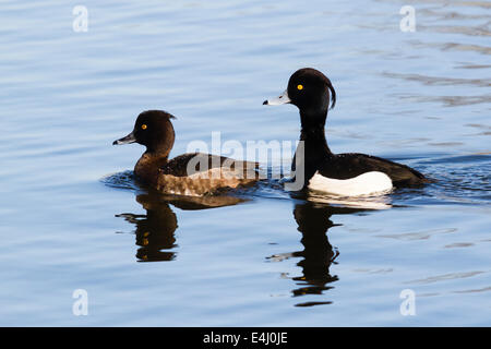 Paar Tufted Ducks - Aythya Fuligula schwimmen, Sevenoaks, Kent, England, UK Stockfoto