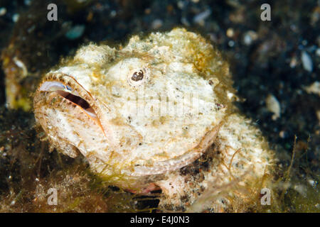 Buckelwale Drachenköpfe (Scorpaenopsis Diabolus) Lembeh Strait, Indonesien Stockfoto