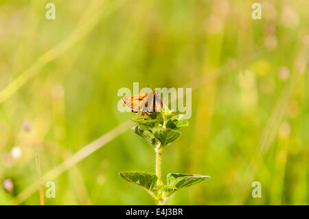 Eine männliche große Skipper Butterfly, Ochlodes Sylvanus, ruht auf einer vegetation Stockfoto