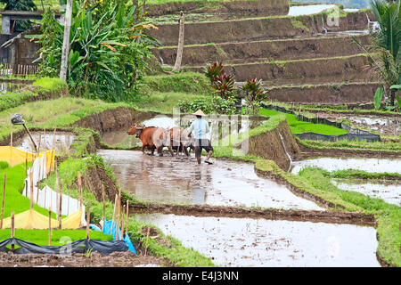 Reisfelder, vorbereitet für Reis. Bali, Indonesien Stockfoto