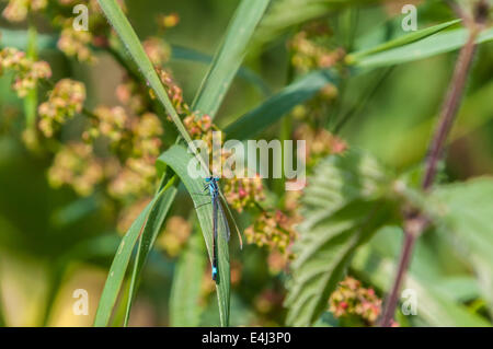 Eine männliche blau-tailed Damselfly, Ischnura Elegans, ruht auf einem Grashalm Stockfoto