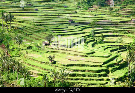 Reisfelder, vorbereitet für Reis. Bali, Indonesien Stockfoto