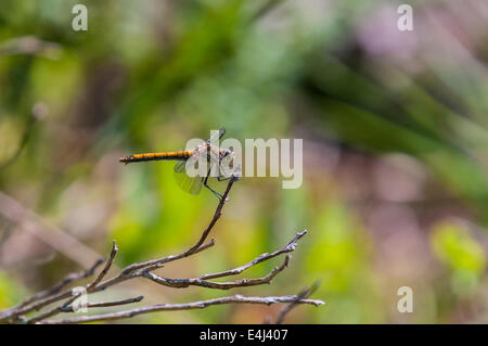 Eine unreife männliche Black Darter, Sympetrum Danae ruht auf einem Zweig. Stockfoto